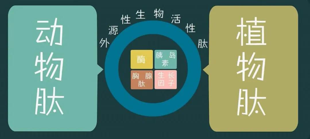 動(dòng)物肽